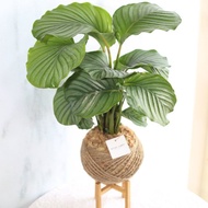 PD28青蘋果竹芋大苔球 /  室內植物 觀葉植物