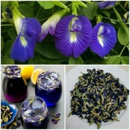 BG-Blue Butterfly Pea Flower Plant/ Anak Pokok Bunga Telang Biru/ 蝶豆花幼苗