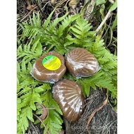 Sabun Poolangkilangu Versi Baru By Dj Herbs Untuk Mengurangkan Komedo Pigmentasi Kerut Pori Pori Kec