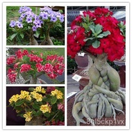 desert rose seeds Desert Rose Seeds Four Seasons Easy to Grow Indoor Balcony Courtyard Potted Plant 