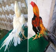 Ayam Bangkok Ekor Lidi Ori 2 Jantan Murah