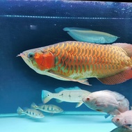 ikan arwana super red 50cm ITL