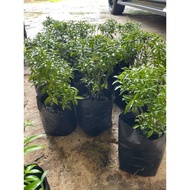 pokok bunga jasmine thai/ jasmine hijau