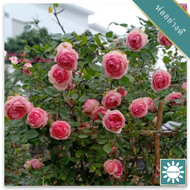 30 เมล็ด เมล็ดพันธุ์ กุหลาบพวง Floribunda Rose seed สีชมพู ดอกหอม นำเข้าจากต่างประเทศ พร้อมคู่มือ เม