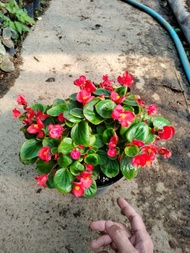 Tanaman Bunga Begonia Bali - Begonia Mini Berbunga