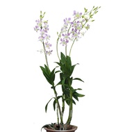 Dendrobium Orchid Lucy Pink Potted Flower Plant - Fresh Gardening Indoor Plant Outdoor Plants for Home Garden