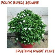 POKOK BUNGA JASMINE ERVATAMIA DWARF PLANT / POKOK BUNGA JASMINE THAI MURAH