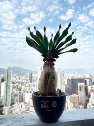 塊根植物 🐦‍🔥巨鳳之卵🐦‍🔥Boophone haemanthoides#爆根 SRL 非象足漆樹 非象牙宮 ‼️非布風花‼️