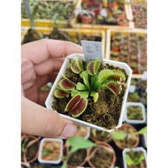 Dionaea Muscipula "Shark Teeth" Venus Flytrap Carnivorous Plant