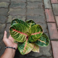 Aglaonema Pasoepati Induk jumboo