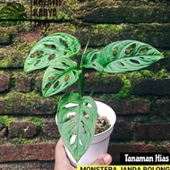 Tanaman hias janda bolong - Monstera janda bolong