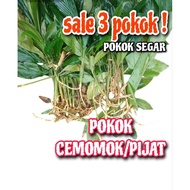 SALE 3 POKOK PIJAT BERAKAR RM7.9 SAHAJA/ POKOK PIJAT PEPIJAT/ KESING/ sambal pepijat