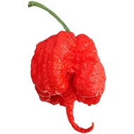 【Ghost Pepper】Carolina Reaper Pepper Seeds, Super Hot Ghost Pepper