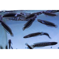 Asiatica 8-16 cm real