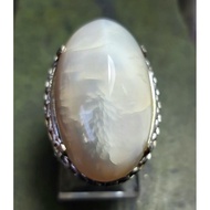 Baboon Cotton Pandan