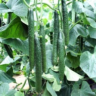 Benih Timun Jepun (20 Seeds)/日本黄瓜种子/Japan Cucumber Seeds