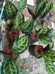 Calathea Illustris Magandang Panloob Live Plants