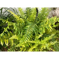 RARE Nephrolepis exaltata tiger (Boston Tiger Fern)