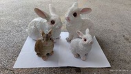 兔子擺設（Rabbit figures）