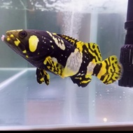 kerapu emas Bumblebee/Air Tawar