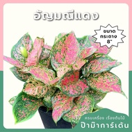 Aglaonema Red Gem Pot Size 8 Inches-Jewel