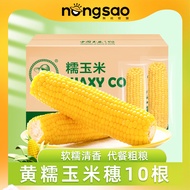 东北农嫂 糯玉米 香糯真空火锅食材 加热即食 黄糯玉米10支1.7kg