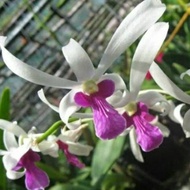 Anggrek Dendrobium Mesangnil - Tanaman Hias Hidup - Bunga Hidup -