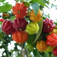 Dewandaru Fruit Plant (Eugenia uniflora) - - Pokok Buah Dewandaru - देवंदरु फल का पौधा Dewandaru –