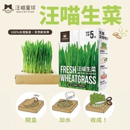 [Good Life Pet] Wangmiao Planet Lettuce Cultivation Box Wangmiao Lettuce Cat Lettuce Seed Lettuce Se