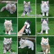 promo Grosir Jual Anak Kucing Anakan Kitten Persia Himalaya 2.5 bulan