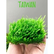 N&T - Aquatic taiwan moss (9x9cm blister)
