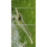 Amano Yamato Shrimp Best Algae Eater (5pcs)