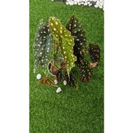 Big Begonia Maculata