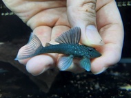 [Livestock]Pleco L128 5-6cm | Aquatic Animals | Fish | Aquarium Live Pet Fishes | Small Medium Fish