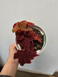 鬼燈丸 秋海棠盆栽