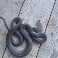 retic super motley golden child het albino betina 