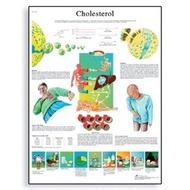 VRL Glossy Laminated Paper Cholesterol Anatomical Chart Poster Size  Width x  Height