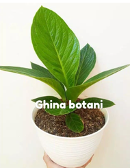 Anthurium Jemani Cobra / kol