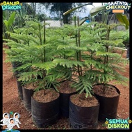 1 Meter Pentris Cypress Ornamental Plant - 1 Meter Norflok Cypress Plant Up Half Price Discount