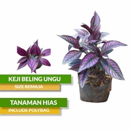 TANAMAN KEJI BELING UNGU