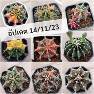 ยิมโนด่าง /LB HB ด่าง/ ราคาเบาๆ แอลบีไฮบริดด่าง แคคตัส cactus