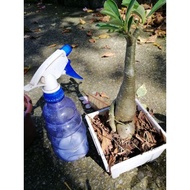 anak pokok adenium real plant