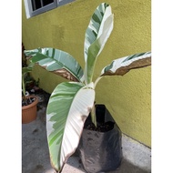 Variegated Banana / Musa Florida / Pisang Batik