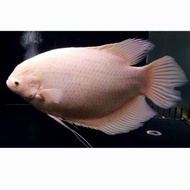 Ikan hias gurame padang jumbo