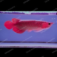 arwana super red 40cm merah