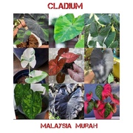 Cladium live plant / pokok keladi malaysia ready stock murah / keladi thai murah / keladi rare