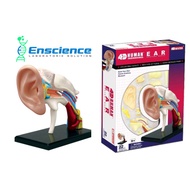 4D MASTER STEM Human Ear Anatomy Detachable Model for Science, MBBS, University