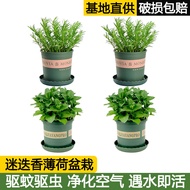 卉双迷迭香薄荷可食用香草盆栽绿植花卉（含盆高约15~25cm） 4盆+加仑盆