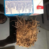 ☁✉Benih Bunga Dahlia Bunga Kentang Manis Benih Bunga Bud Bulb Bunga Taman Bunga Ganda Pot Bunga Tana