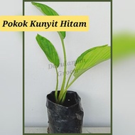Anak Pokok Kunyit Hitam thailand/Halia hitam**sudah berhalia**